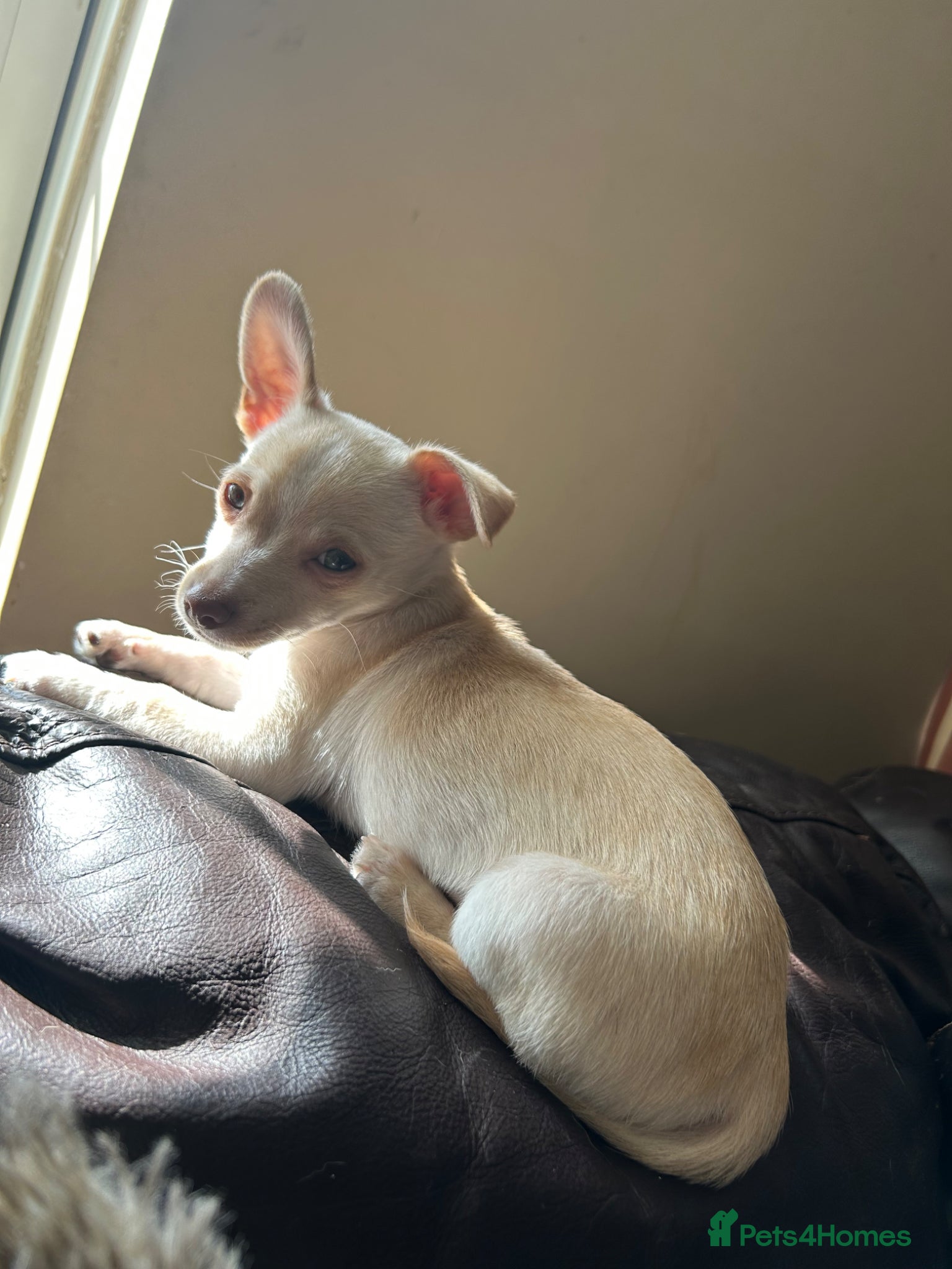 Chihuahua dogs One beautiful green eyed boy chihuahua puppy left  - Advert 12