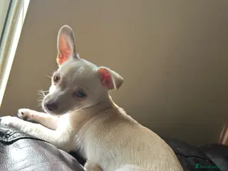 Chihuahua dogs One beautiful green eyed boy chihuahua puppy left - Advert 12