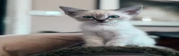 Oriental cats for sale: Stunning Oriental Ragdolls  - Advert 4