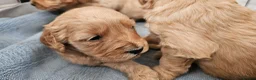 Mini Goldendoodle dogs for sale: Beautiful Mini Golden doodles available - Advert 16