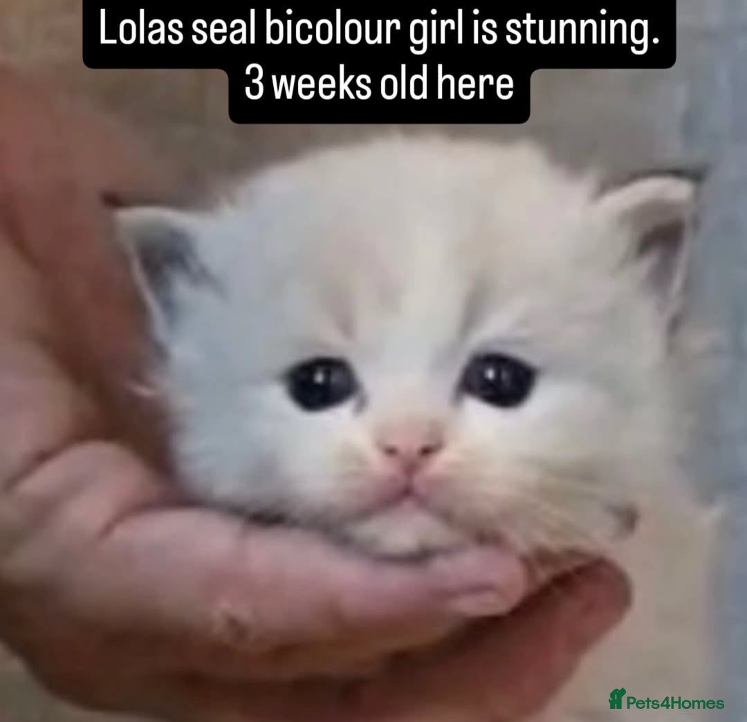Ragdoll cats for sale: Stunning Seal lynx bicolour pedigree ragdoll girl - Image 2
