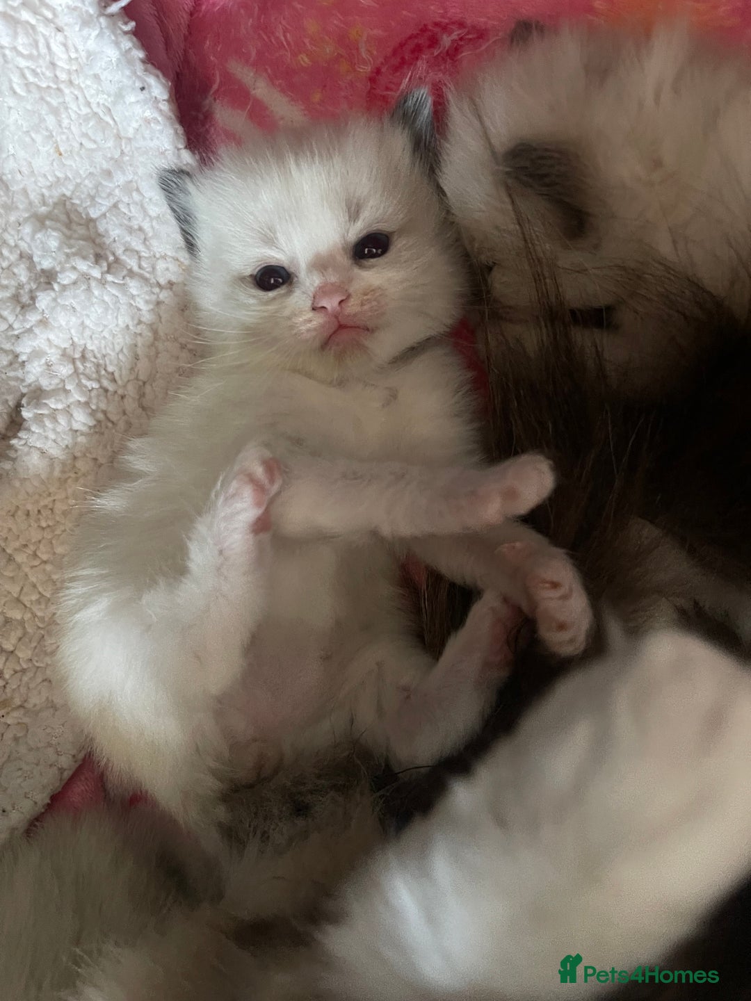 Ragdoll cats for sale: ✨Ragdoll Kittens Available – European Lines ✨ - Image 9