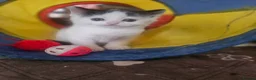 Ragdoll cats for sale: Beautiful Home-Reared Ragdoll Cross Kittens - Advert 10