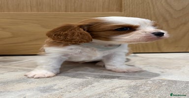 Cavalier King Charles Spaniel dogs KC Cavalier King Charles Spaniel 🧬 Tested Parents - Advert 12