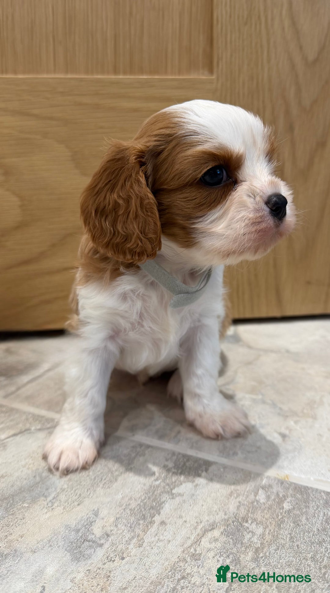 Cavalier King Charles Spaniel dogs for sale: KC Cavalier King Charles Spaniel 🧬 Tested Parents - Advert 7
