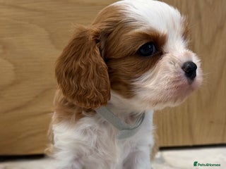 Cavalier King Charles Spaniel dogs KC Cavalier King Charles Spaniel 🧬 Tested Parents - Advert 7