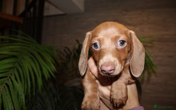 Miniature Dachshund dogs for sale: Miniature Dachshund Puppies READY TO LEAVE! - Image 9