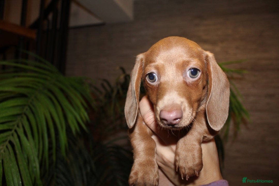 Miniature Dachshund dogs for sale: Miniature Dachshund Puppies READY TO LEAVE! - Image 9