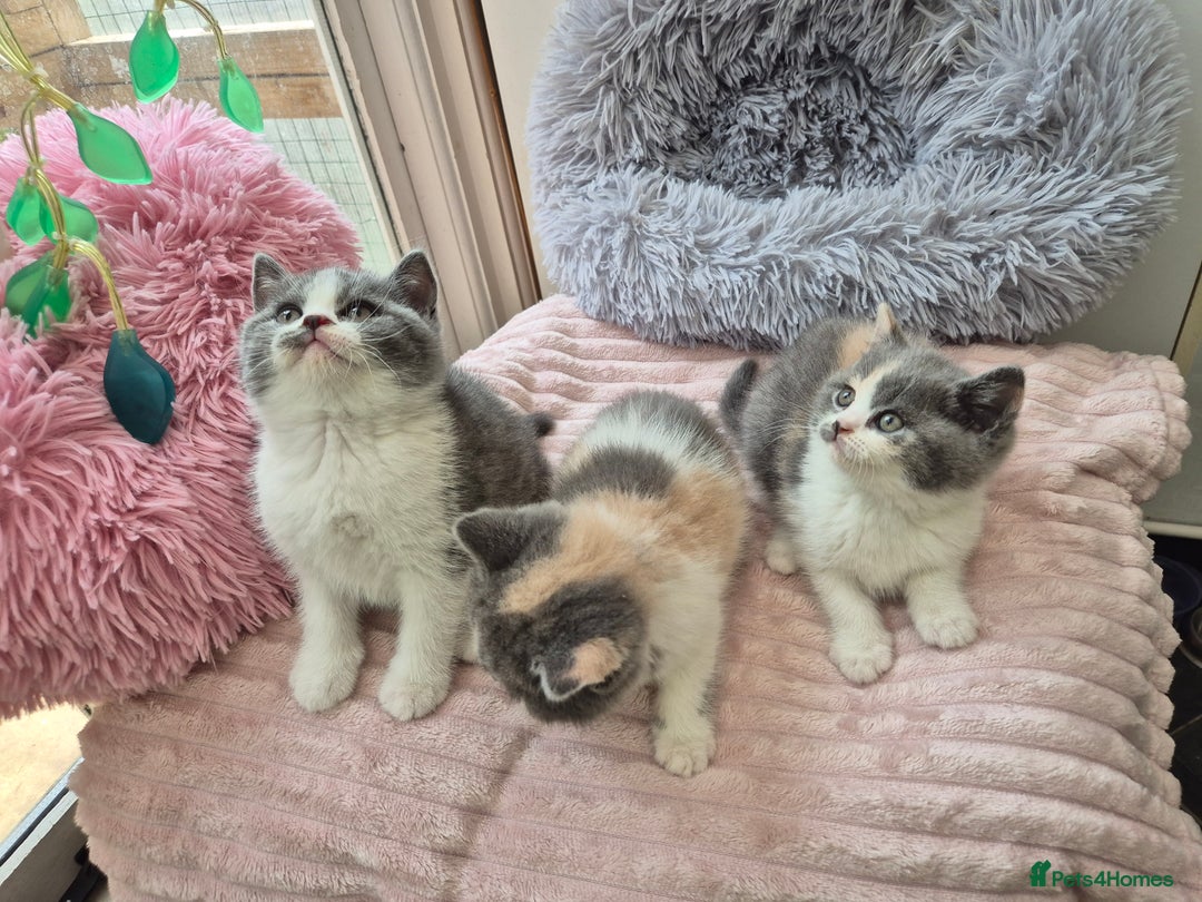 British Shorthair cats for sale: GCCF reg with champions in pedigree - Image 15