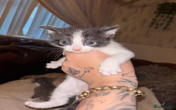 Mixed Breed cats for sale: 2 beautiful kittens left  - Image 7