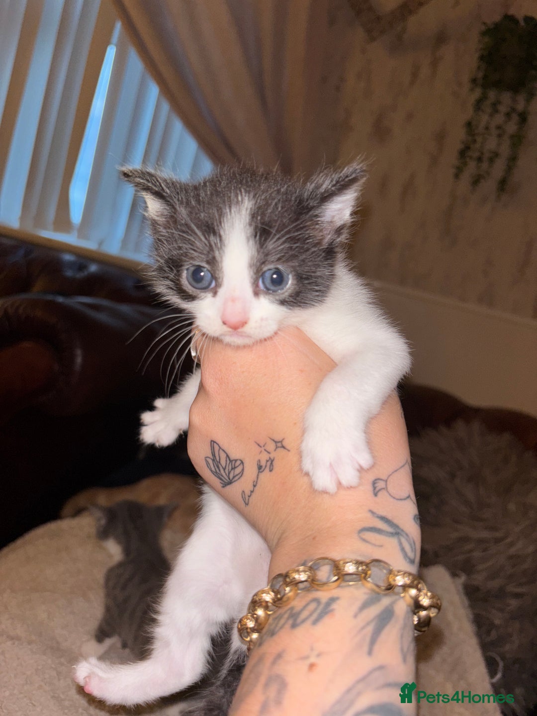 Mixed Breed cats for sale: 2 beautiful kittens left  - Image 7