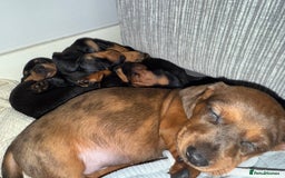 Miniature Dachshund dogs for sale: Mini dachshunds  - Image 10