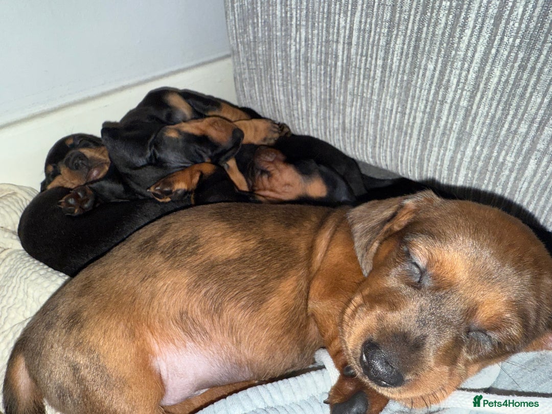 Miniature Dachshund dogs for sale: Mini dachshunds  - Image 10