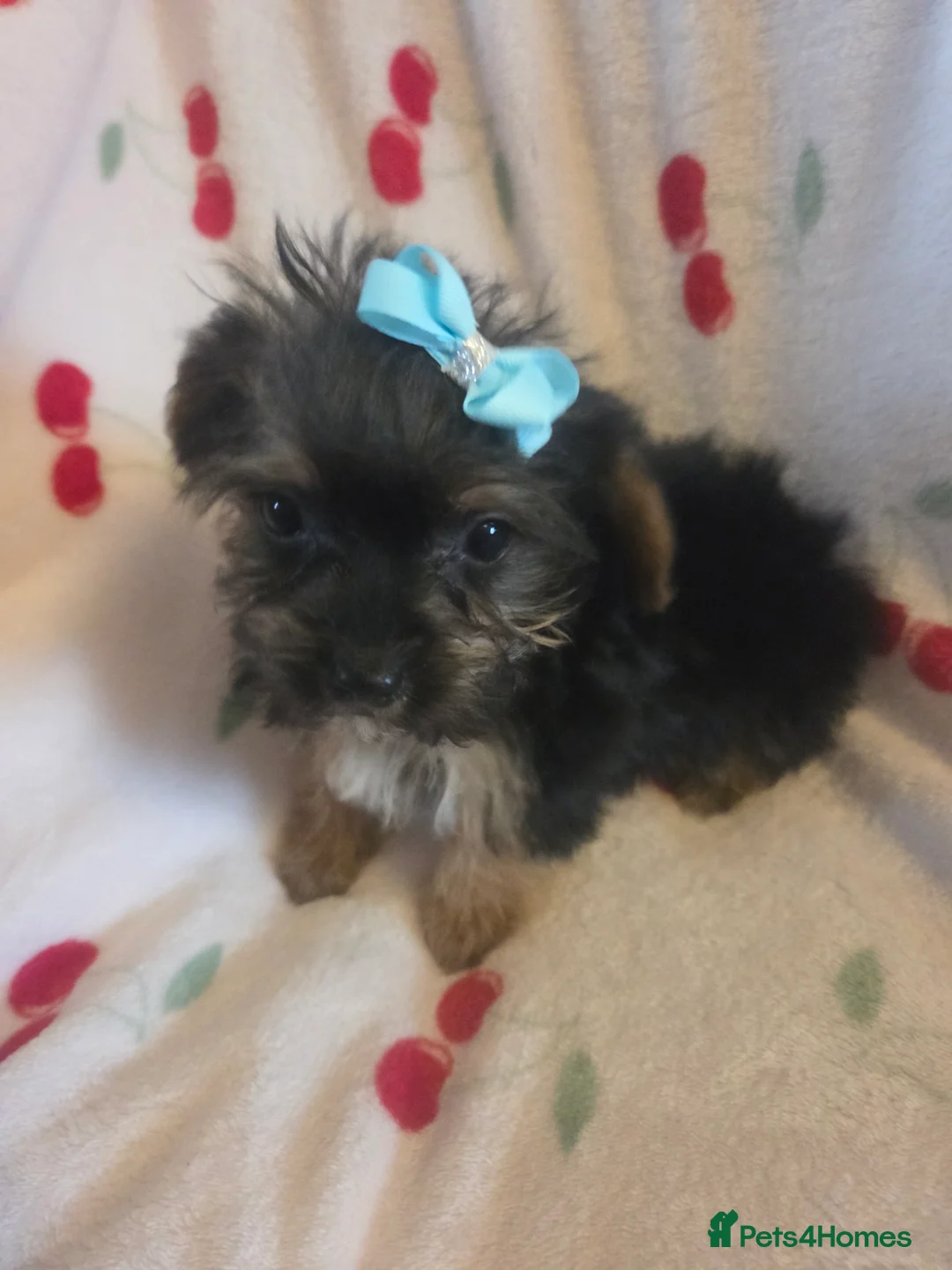 Mixed Breed dogs for sale: Yorkshireterrier xjackrussell  - Advert 20