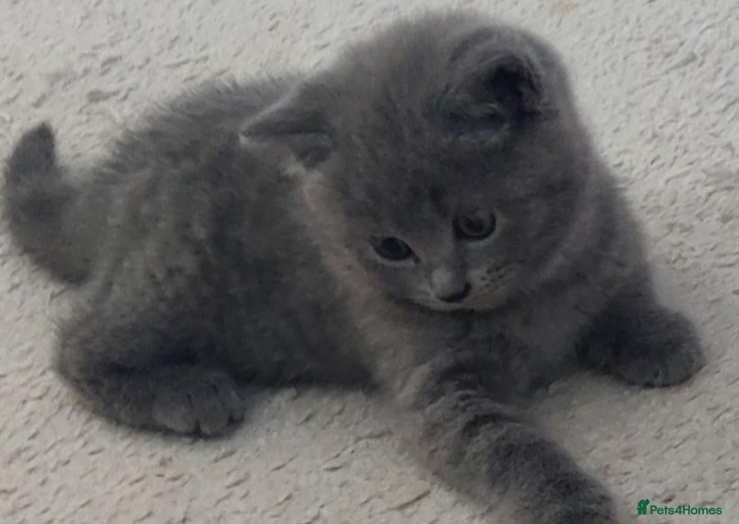 Russian Blue cats for sale: BEAUTIFUL GENTLE RUSSIAN BLUE KITTENS 8 WEEKS OLD - Advert 1