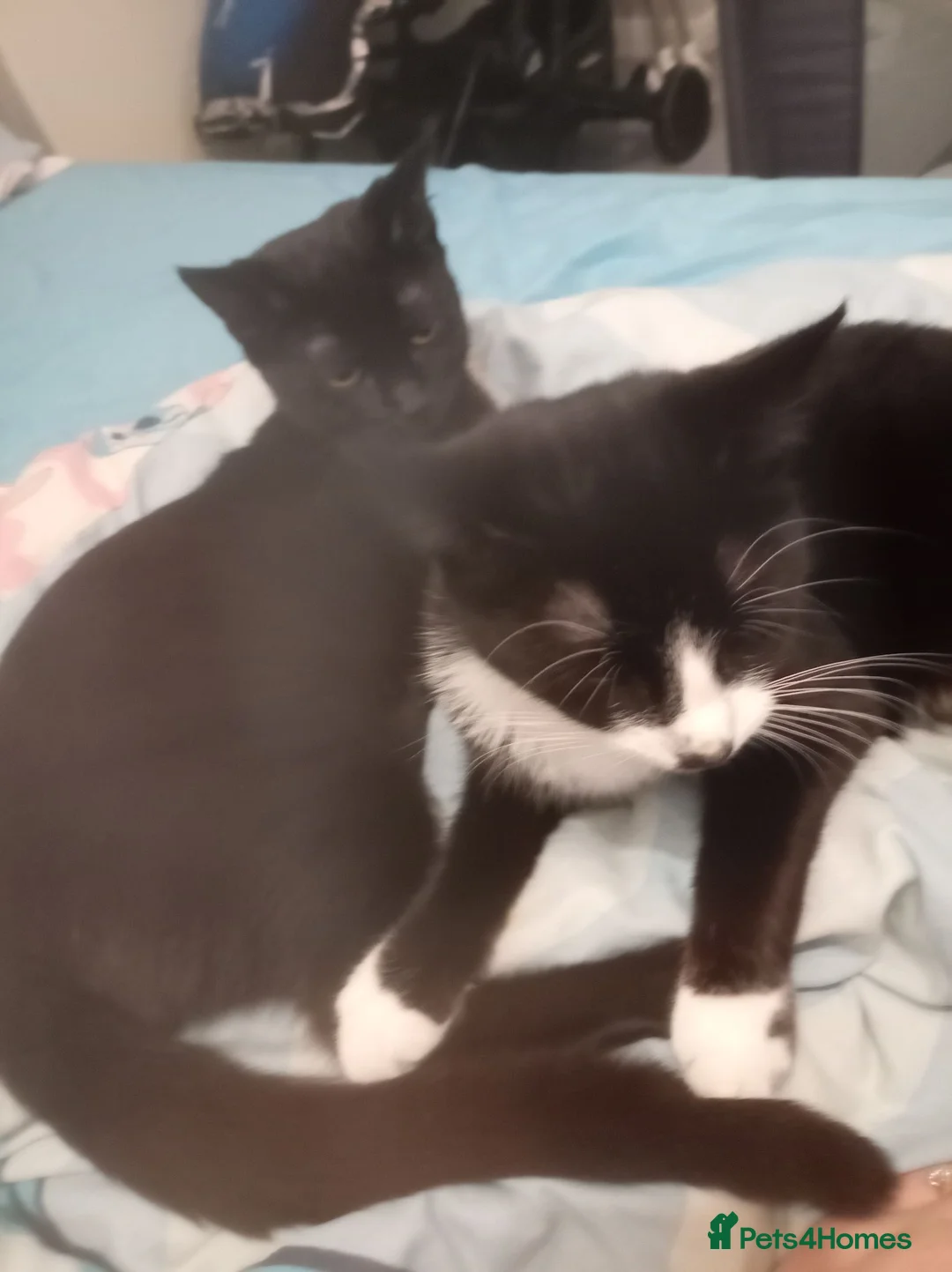 Domestic Shorthair cats for sale: Boo and cookie in Middlesbrough - Advert 7