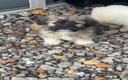 Mixed Breed dogs for sale: Beautiful girl ready to go  - Image 1