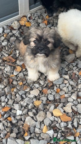 Mixed Breed dogs - Advert 1