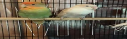 Lovebirds birds for sale: pair of bonded lovebirds  in Wolverhampton - Advert 3