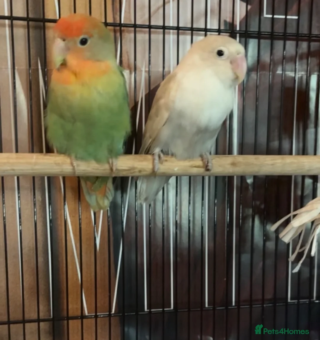 Lovebirds birds for sale: pair of bonded lovebirds  in Wolverhampton - Advert 3