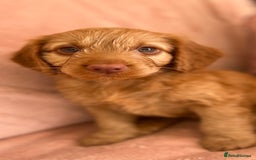 Cockapoo dogs for sale: Rare F1 apricot/ red fox DNA PRCD-PRA clear - Image 16