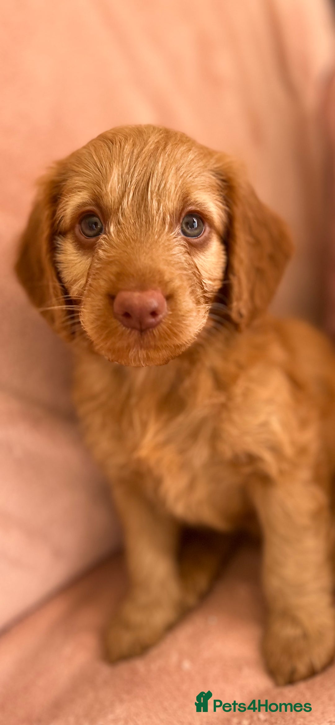 Cockapoo dogs for sale: Rare F1 apricot/ red fox DNA PRCD-PRA clear - Image 16