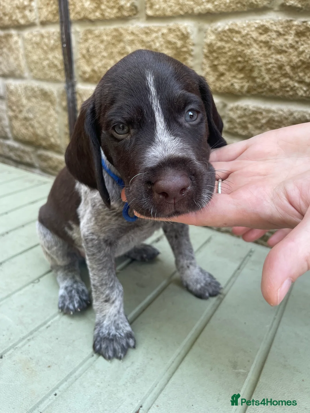 German Wirehaired Pointer dogs for sale: German Wirehaired Pointer pups - Advert 2
