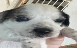 Mixed Breed dogs for sale: Cocker jacks for sale  - Image 4