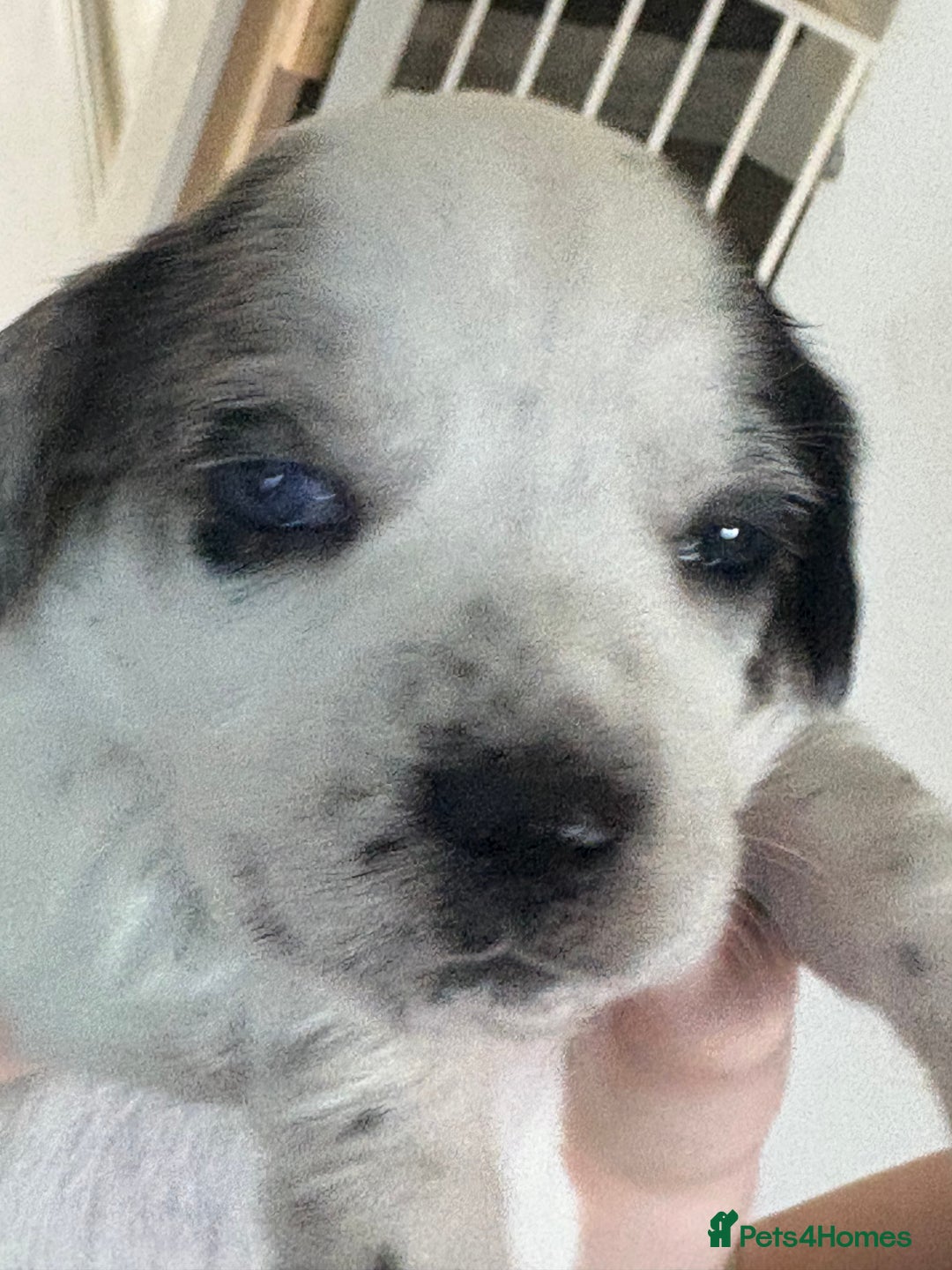 Mixed Breed dogs for sale: Cocker jacks for sale  - Image 4