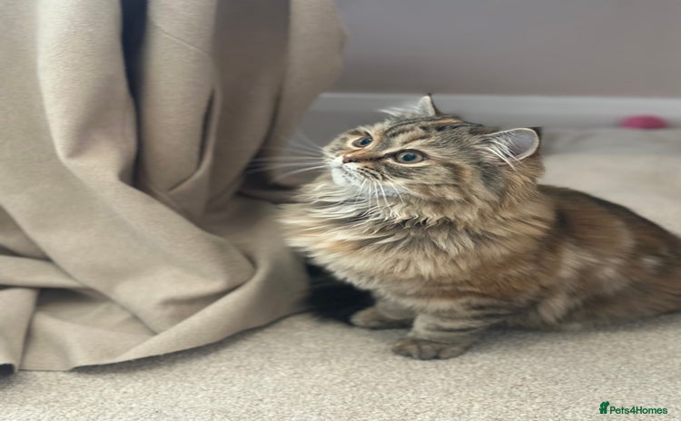 Persian cats Persian x Siberian fluffy tabby kitten - Advert 4