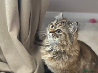 Persian cats Persian x Siberian fluffy tabby kitten - Advert 15