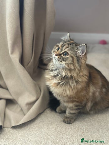 Persian cats Persian x Siberian fluffy tabby kitten - Advert 4