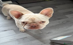 French Bulldog dogs for stud: KCR French bulldog for stud - Image 5