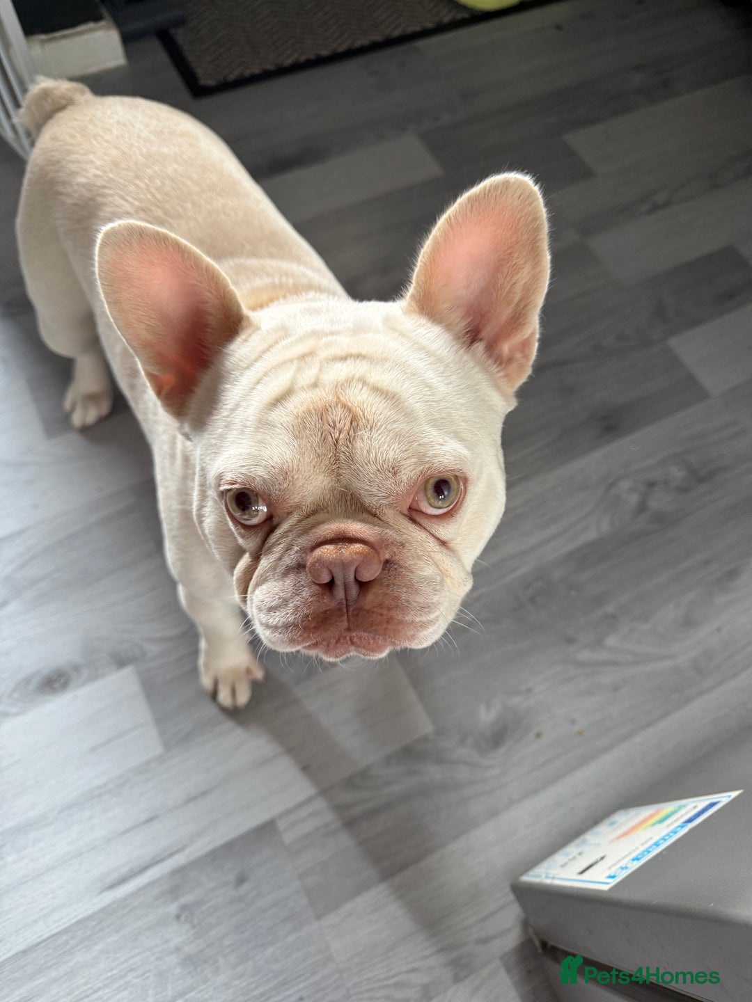 French Bulldog dogs for stud: KCR French bulldog for stud - Image 5