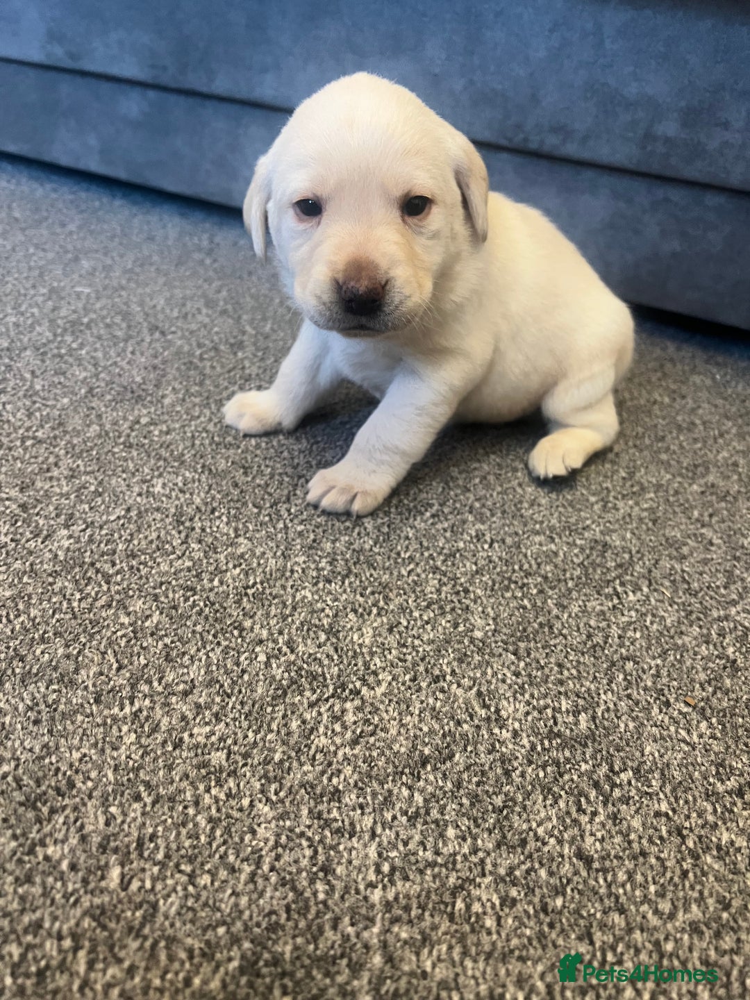 Labrador Retriever dogs for sale: Stunning Labrador puppys - Advert 12