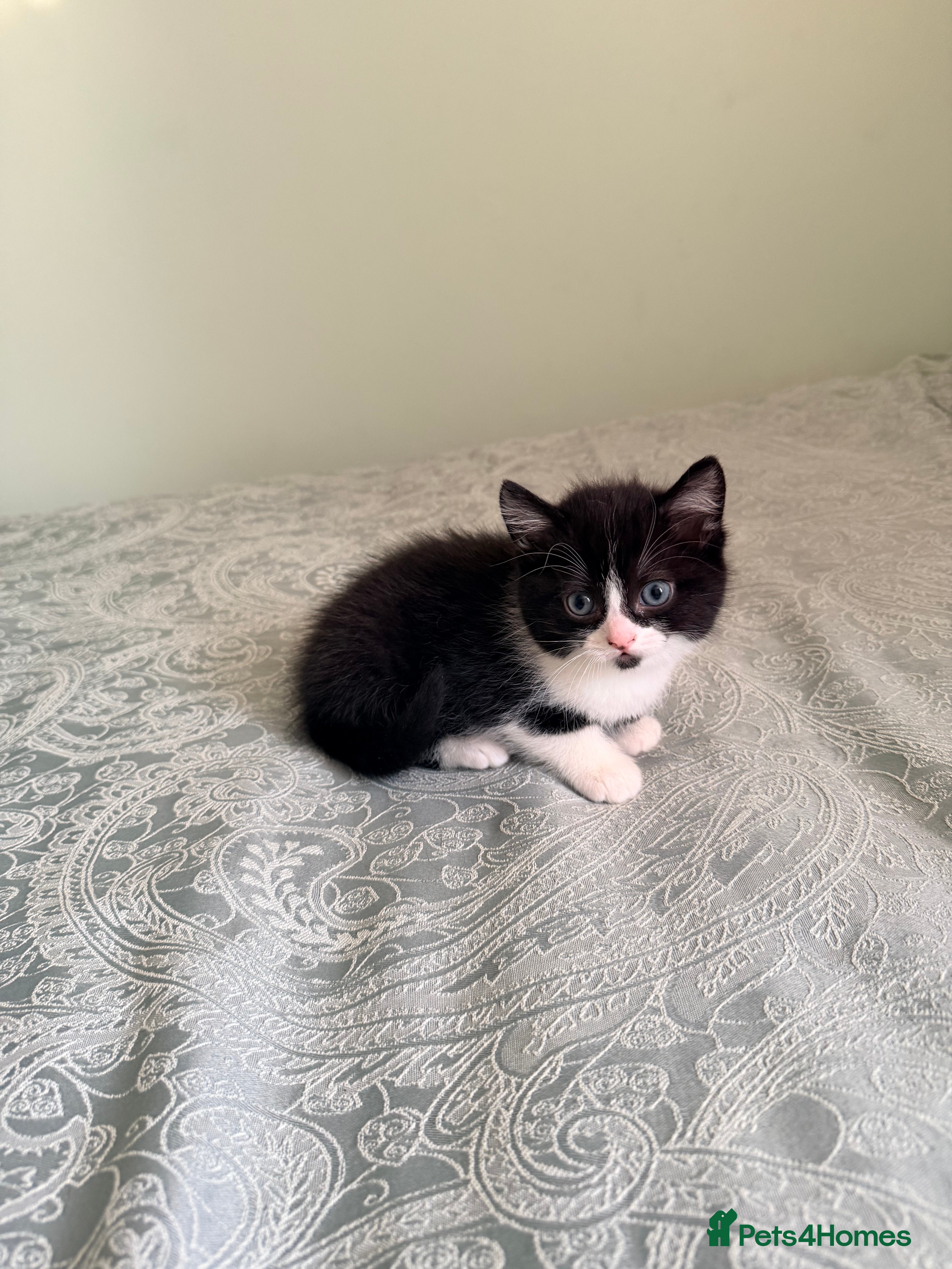 Scottish Fold cats Scottish / Mixed breed - Advert 1