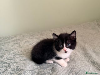 Scottish Fold cats Scottish / Mixed breed - Advert 11