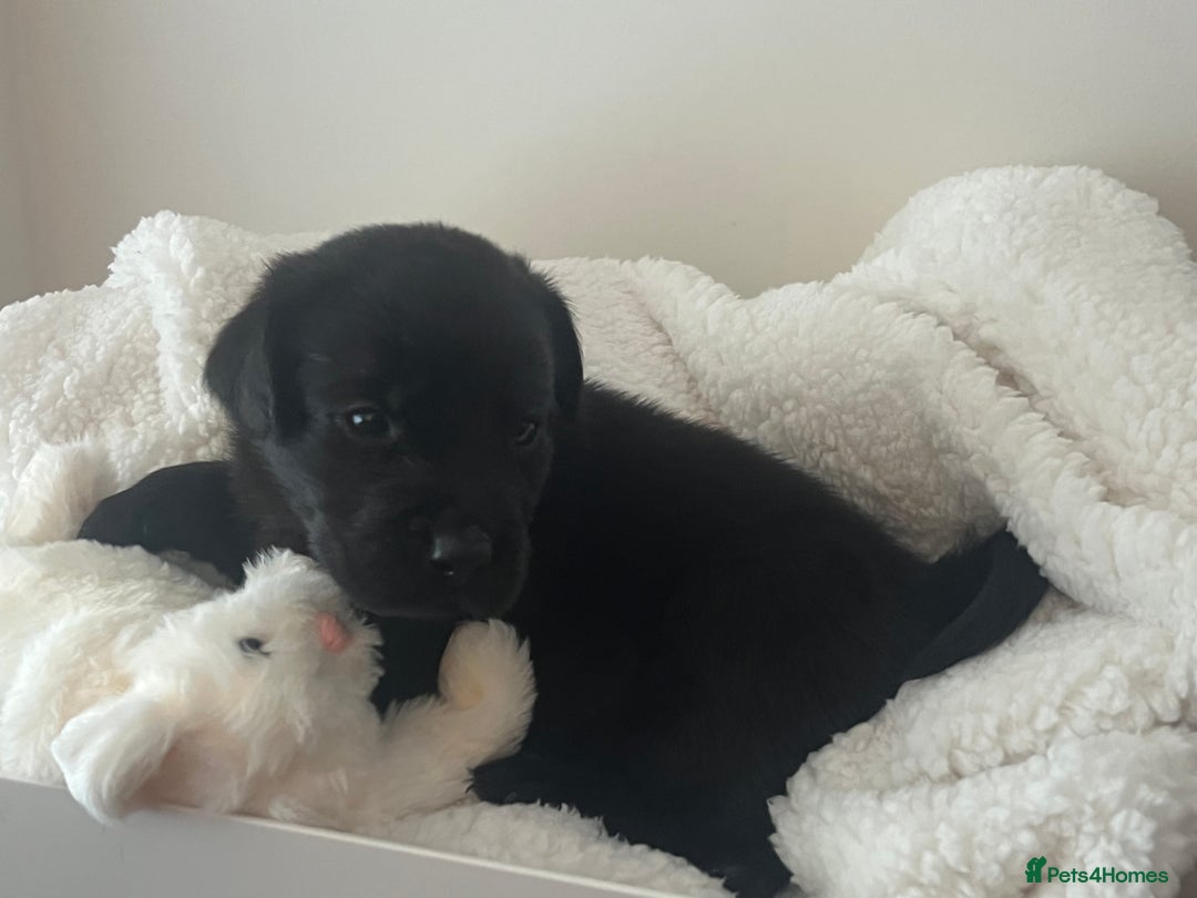 Mixed Breed dogs for sale: 11 Fabulous LABROTTIES - Advert 14