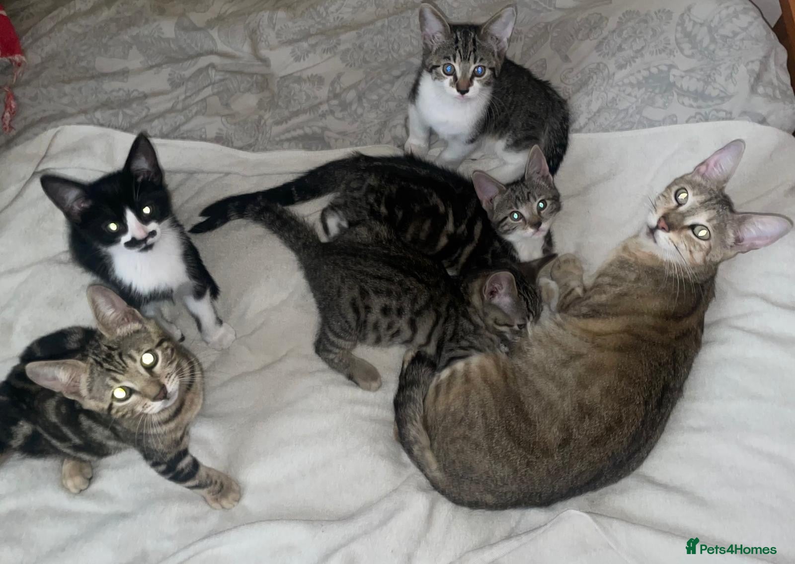 Mixed Breed cats Beautiful kittens ready now - Advert 1