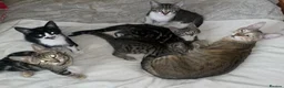Mixed Breed cats for sale: Beautiful kittens ready now - Advert 1