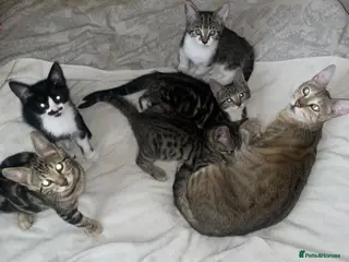 Mixed Breed cats Beautiful kittens ready now - Advert 1