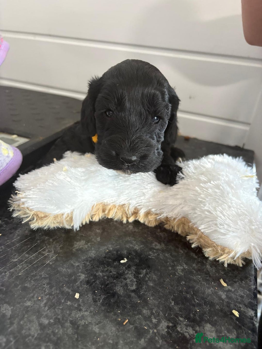 Cockapoo dogs for sale: 5 cockapoo puppy ready 13nov  - Image 16
