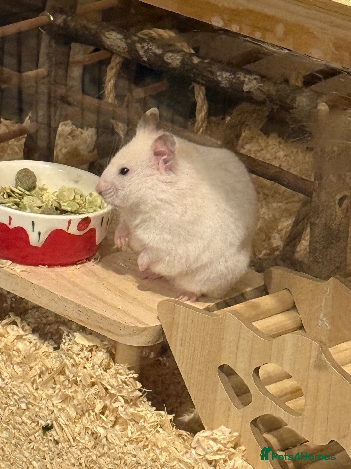 Hamster rodents Syrian hamster - Advert 1