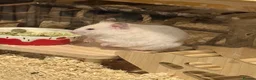 Hamster rodents for sale: Syrian hamster - Advert 1