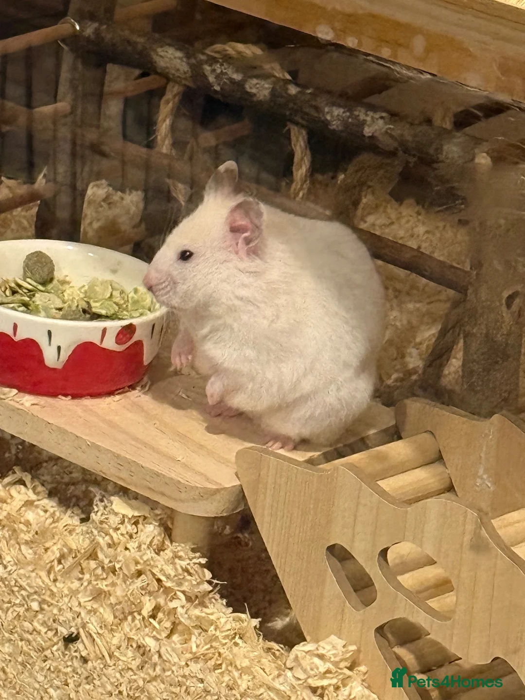 Hamster rodents for sale: Syrian hamster - Advert 1