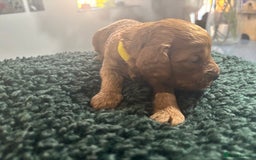 Cavapoo dogs for sale: Beautiful healthy Cavapoo’s d.o.b 22/08/25 - Image 10