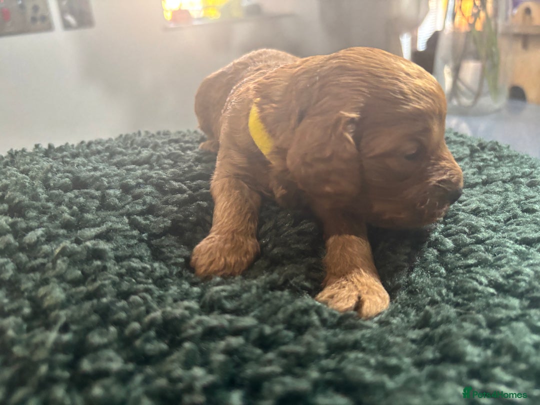 Cavapoo dogs for sale: Beautiful healthy Cavapoo’s d.o.b 22/08/25 - Image 10