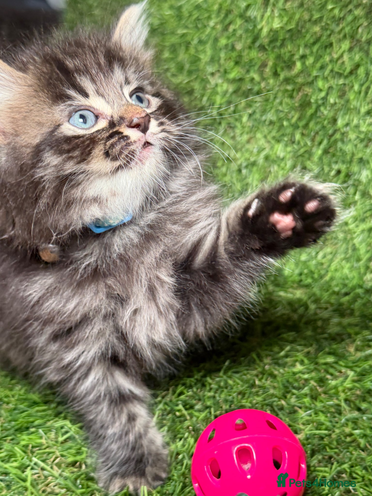 Mixed Breed cats 🌻Domestic Long-Haired Ready2Go🌻  - Advert 2