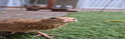 Quail poultry for sale: Soon to be available coturnix quail chicks.  - Advert 2
