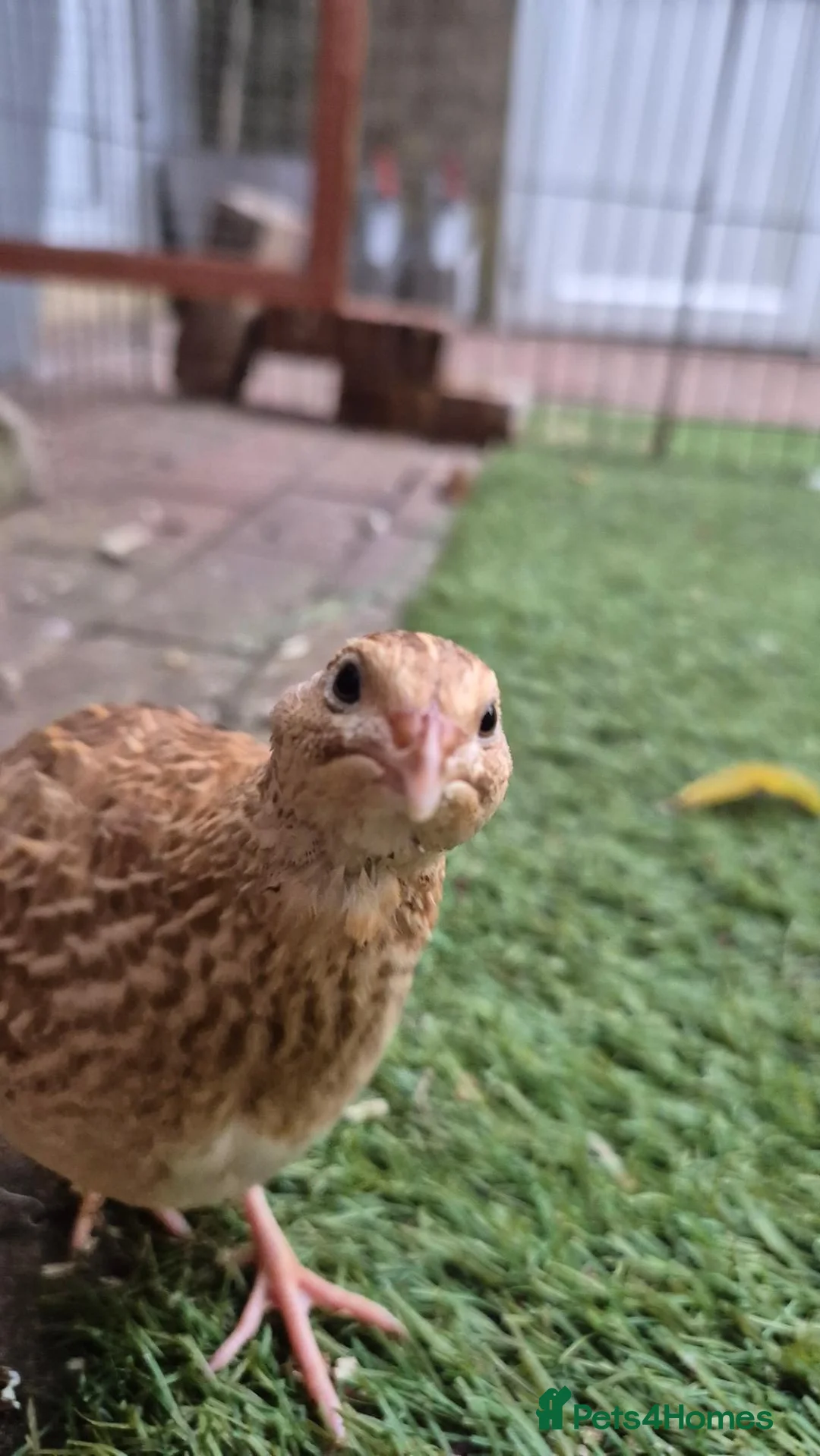 Quail poultry for sale: Soon to be available coturnix quail chicks.  - Advert 2
